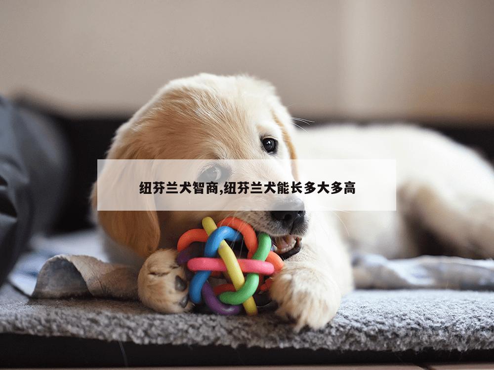 纽芬兰犬智商,纽芬兰犬能长多大多高